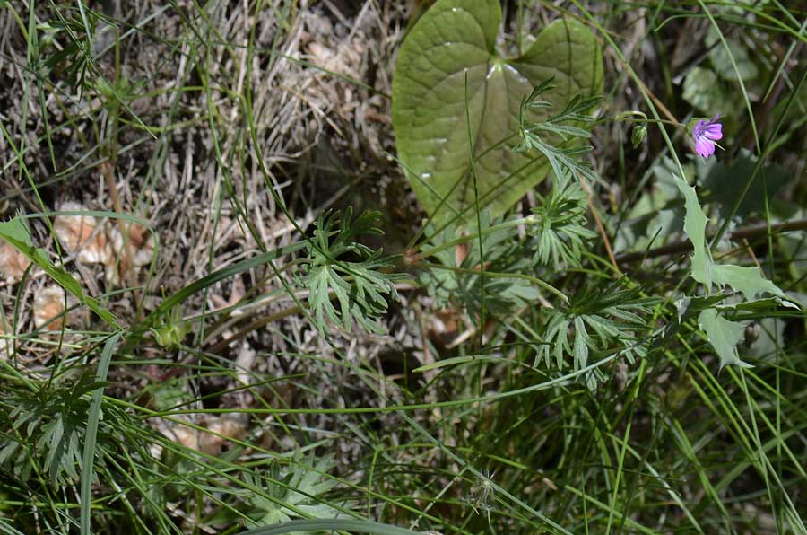 Geranium columbinum / Geranio colombino